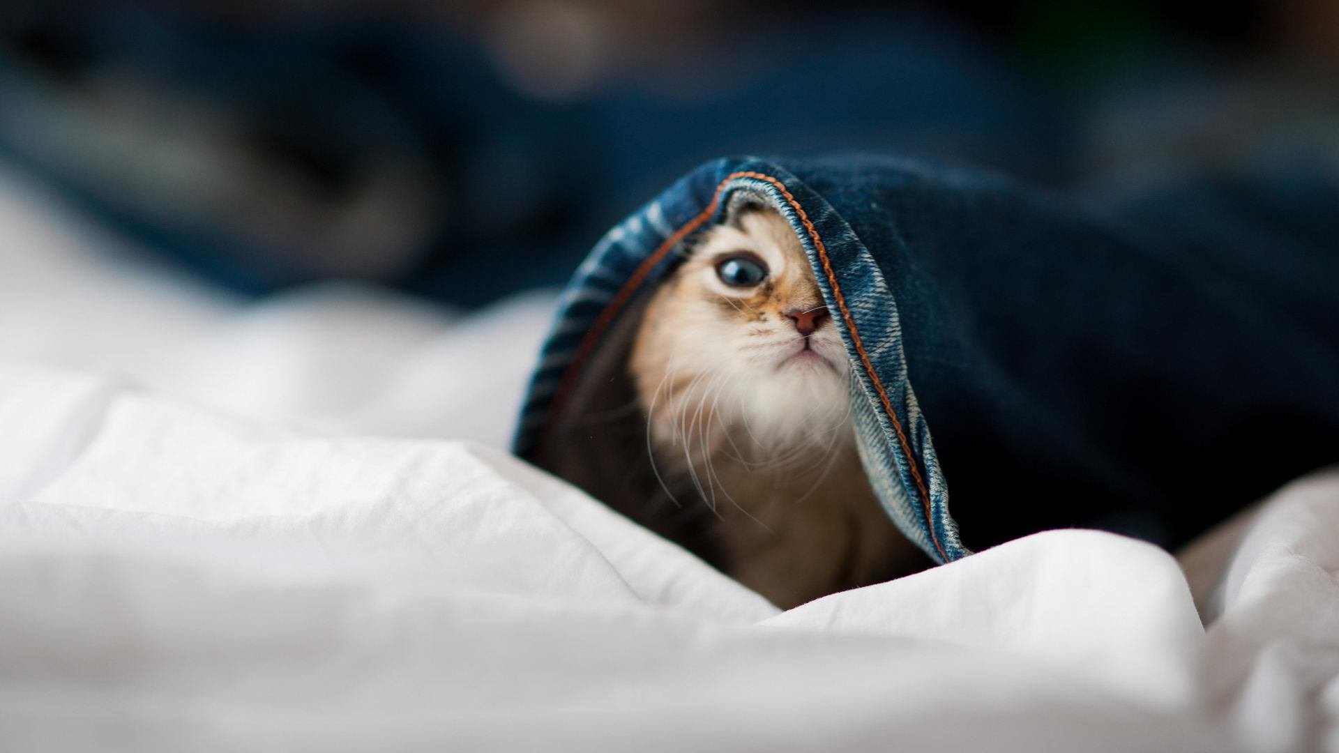 “安赫尔·巴尔博萨:阿根廷美洲狮队的全能前锋,快速崛起中的新星”